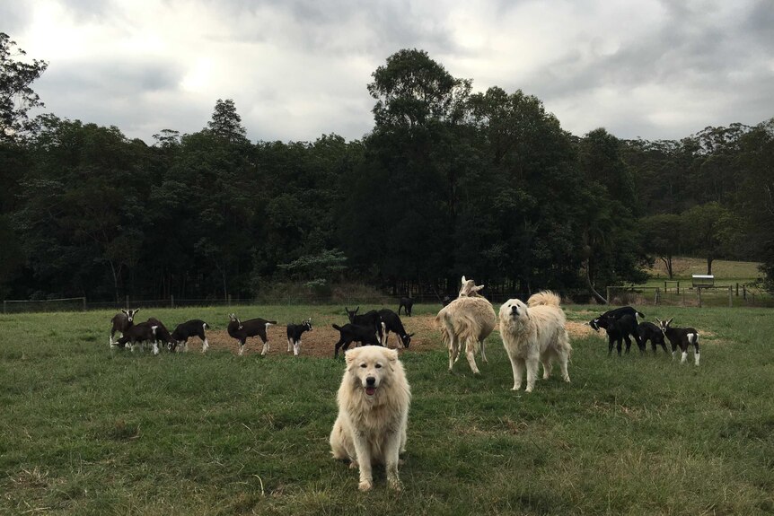 A Maremma sheepdog looks at the camera standing in front of the goats with another dog barking behind it.