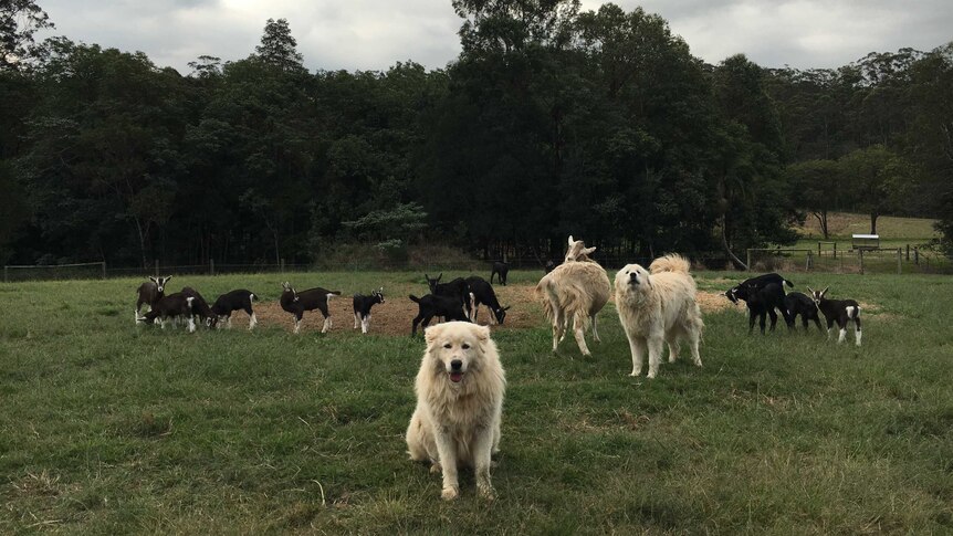 A Maremma sheepdog looks at the camera standing in front of the goats with another dog barking behind it.
