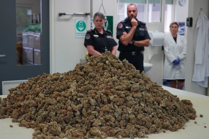  A large pile of marijuana buds on a white table. Two police officers looking at it in the background. 