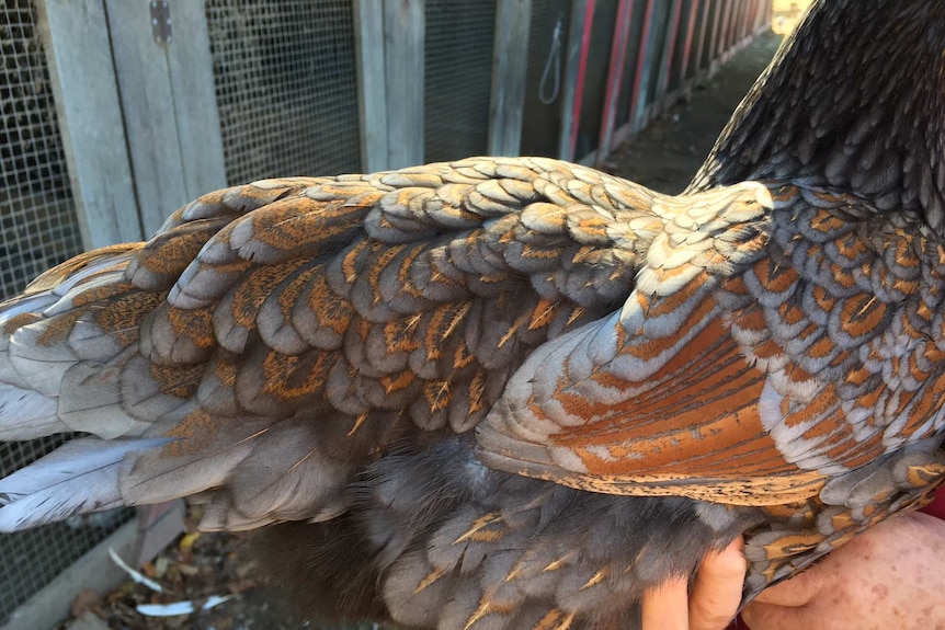 Poultry breeder Val Bragg holds one of her prized roosters.