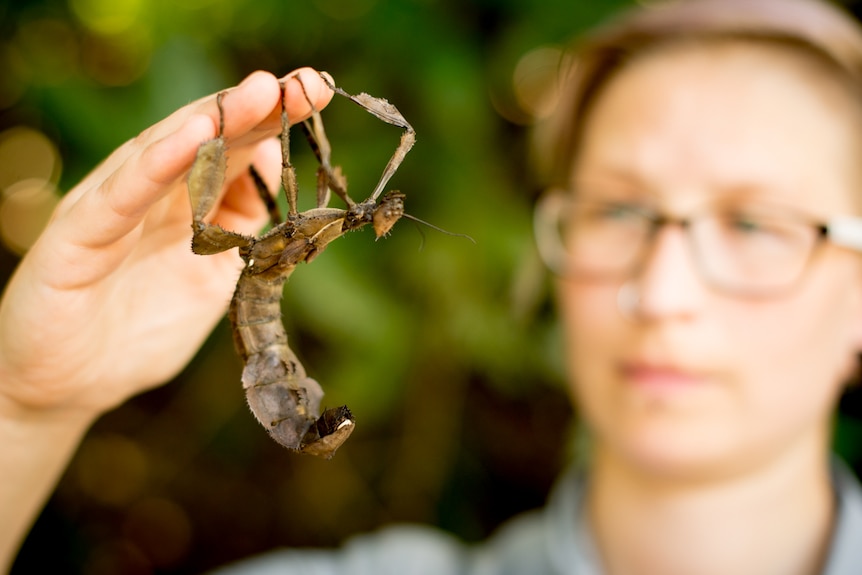 A woman with glasses holds her hand steady as a spiny leaf insect hangs, upside down from her fingers.