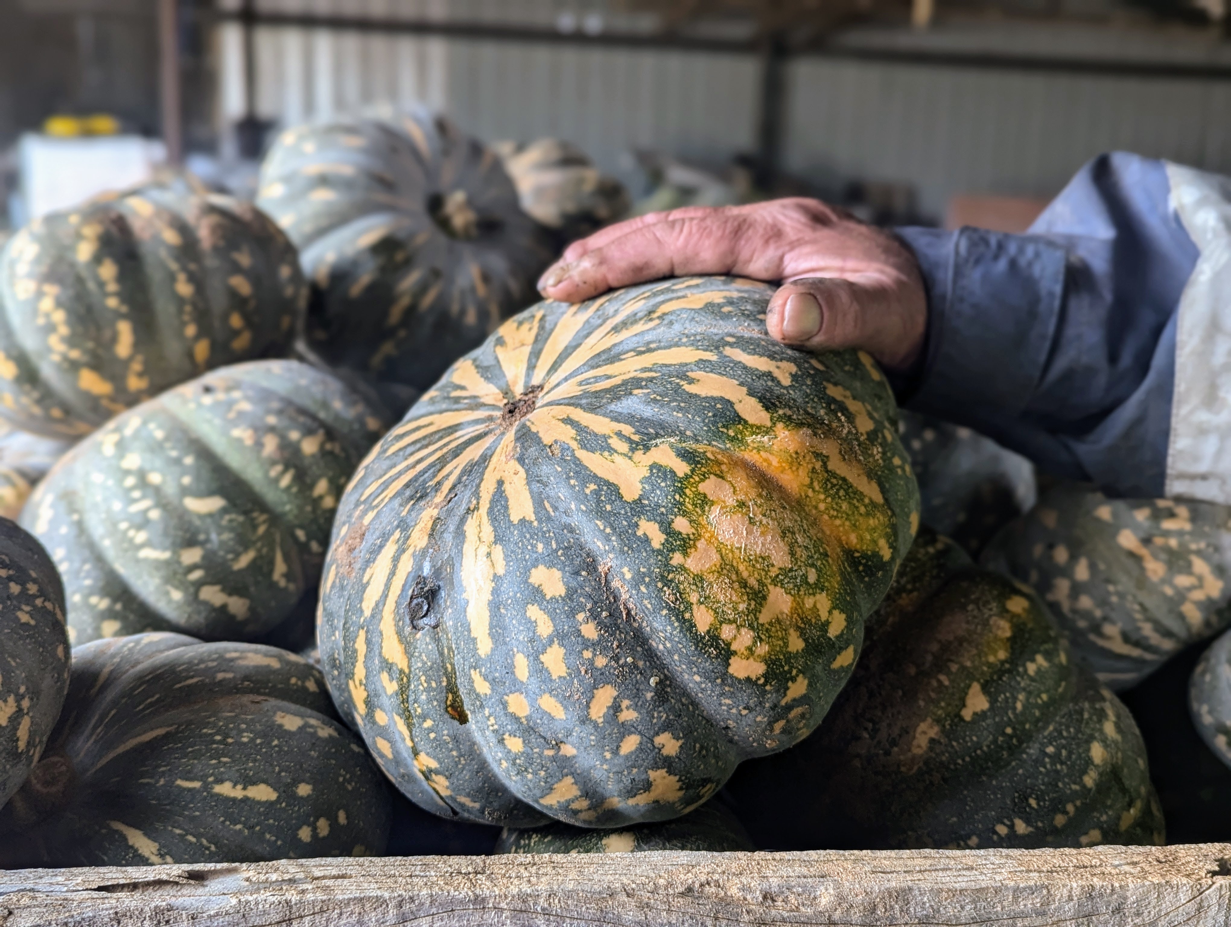 Pumpkins are a winter favourite, but you may pay more this season
