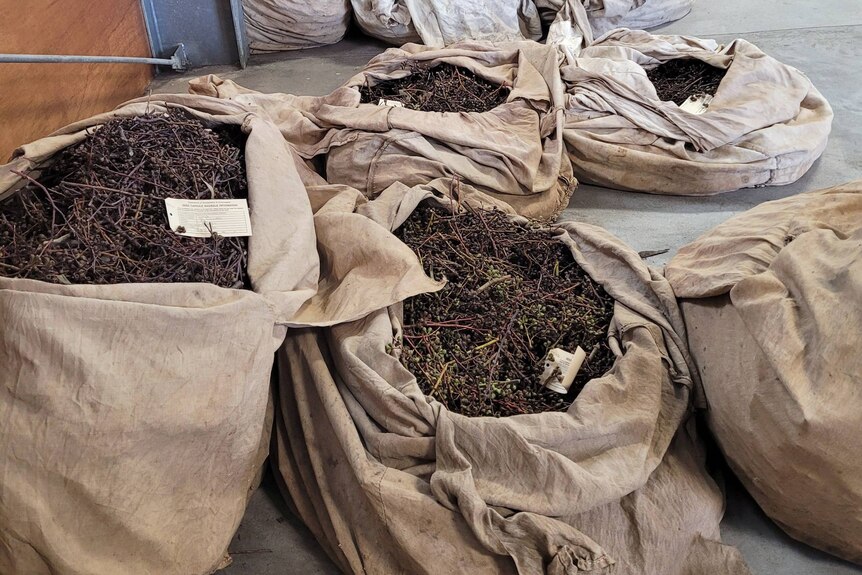 A number of sacks filled with seeds sit on a floor.