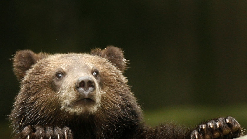 Romania's bear population flourished in Communist times because of a hunting ban.