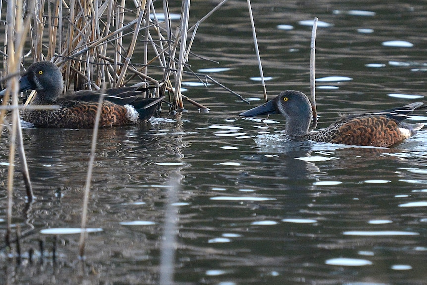 Two black and brown ducks with yellow eyes swim on a waterway in Tasmania.