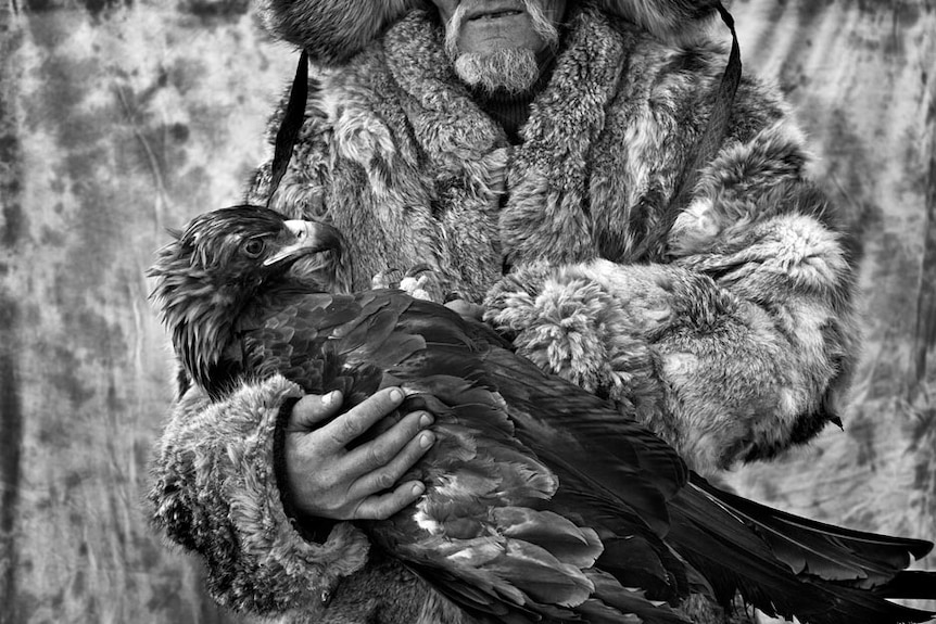 A Kazakh eagle hunter cradles an eagle.