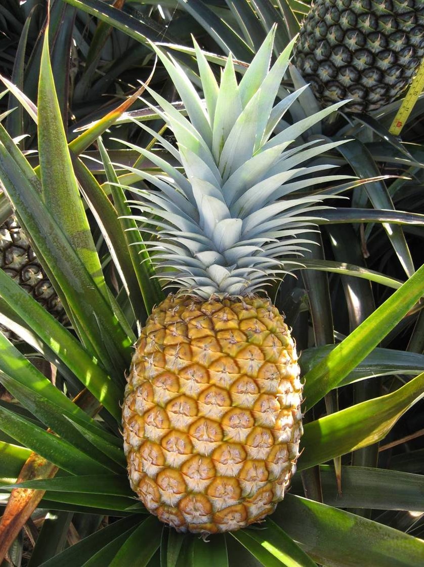 Tropical fruits on menu