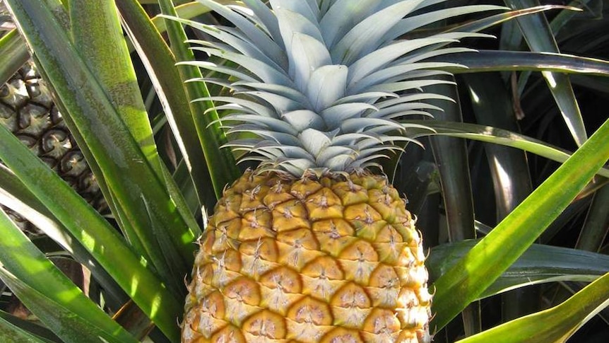 It will be another two years before AusFestival pineapple is commercially available.