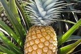 It will be another two years before AusFestival pineapple is commercially available.