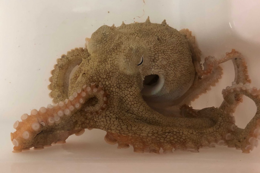 A pale octopus in a plastic tub