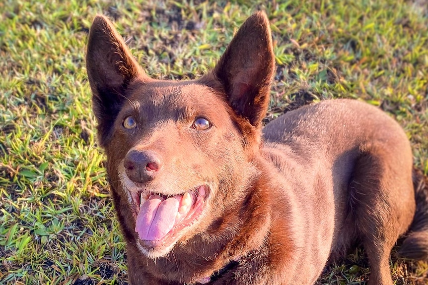 Un cane marrone con le orecchie appuntite è sdraiato sull'erba, guardando in alto e ansimando