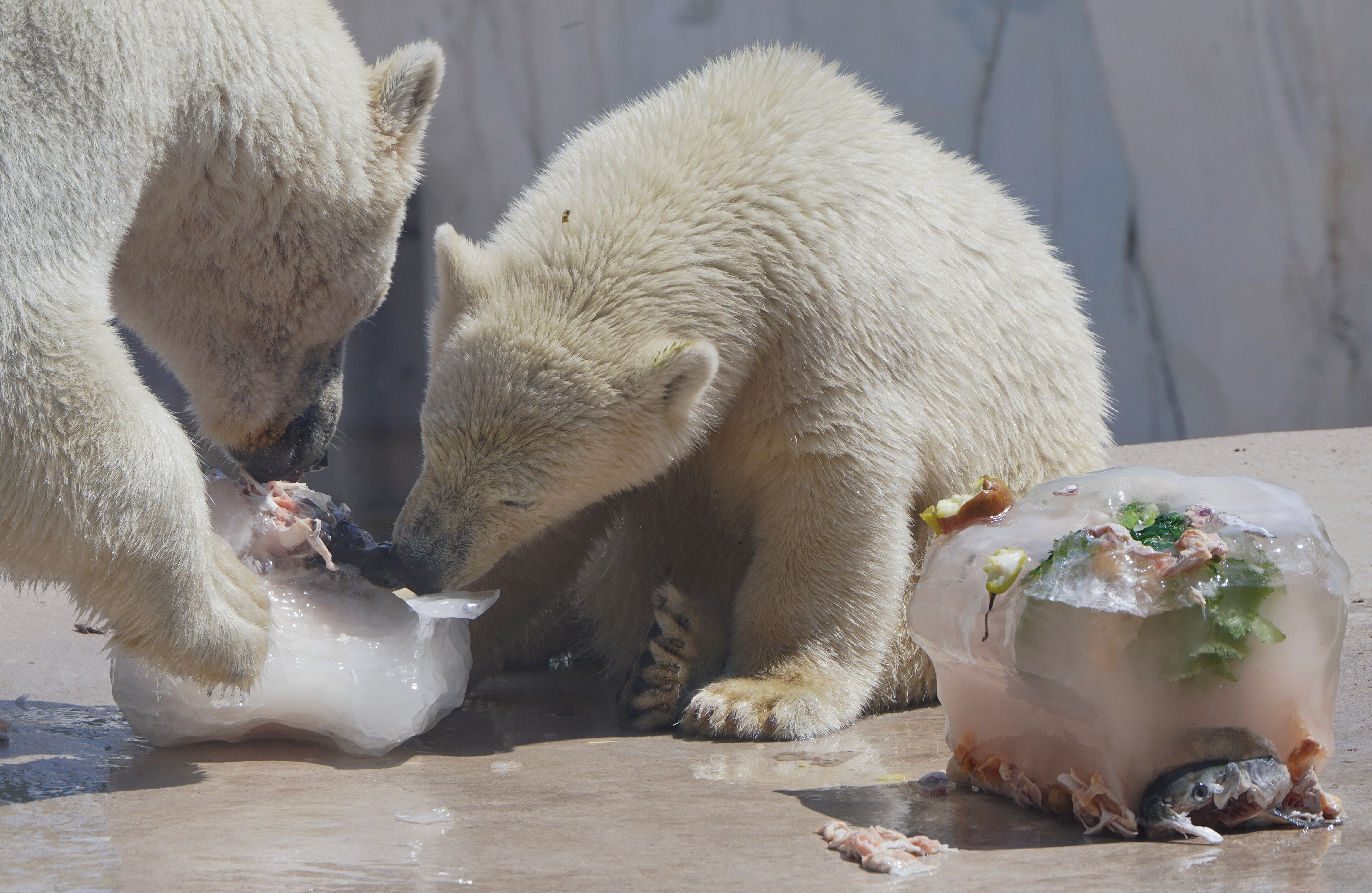 polar bears frozen food