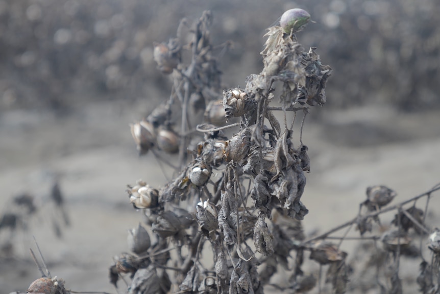 A cotton plant covered in mud from flood water