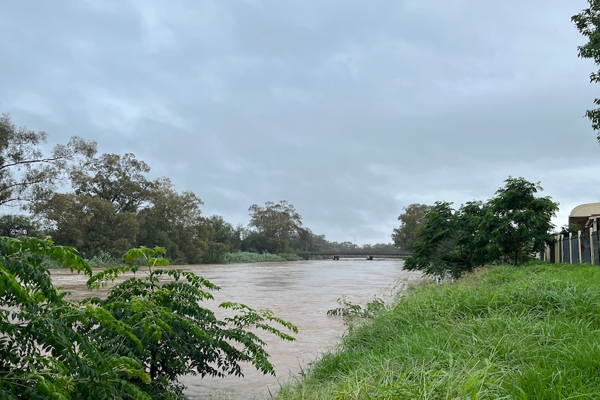 A muddy brown river with a green grassy bank and a colourbond fence along the edge in the background.