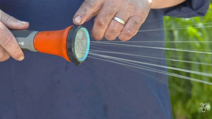 A hose sprayer nozzle with blocked holes causing uneven spray.