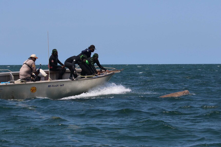 a group of men in wetsuits in a boat chasing a dugong.