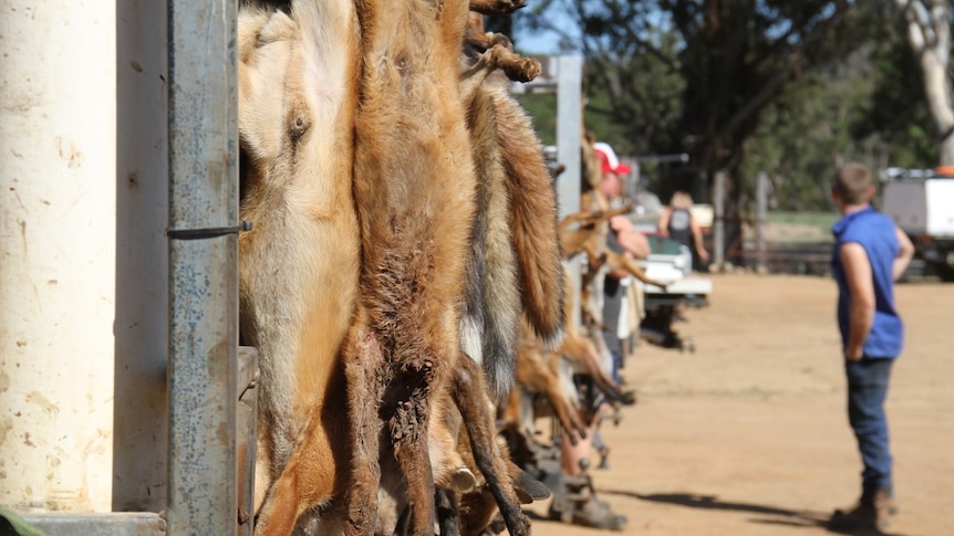 A fence festooned with fox corpses.
