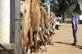 A fence festooned with fox corpses.