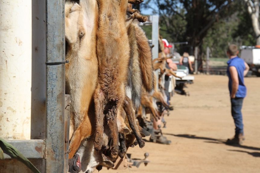 Some of the 701 foxes shot