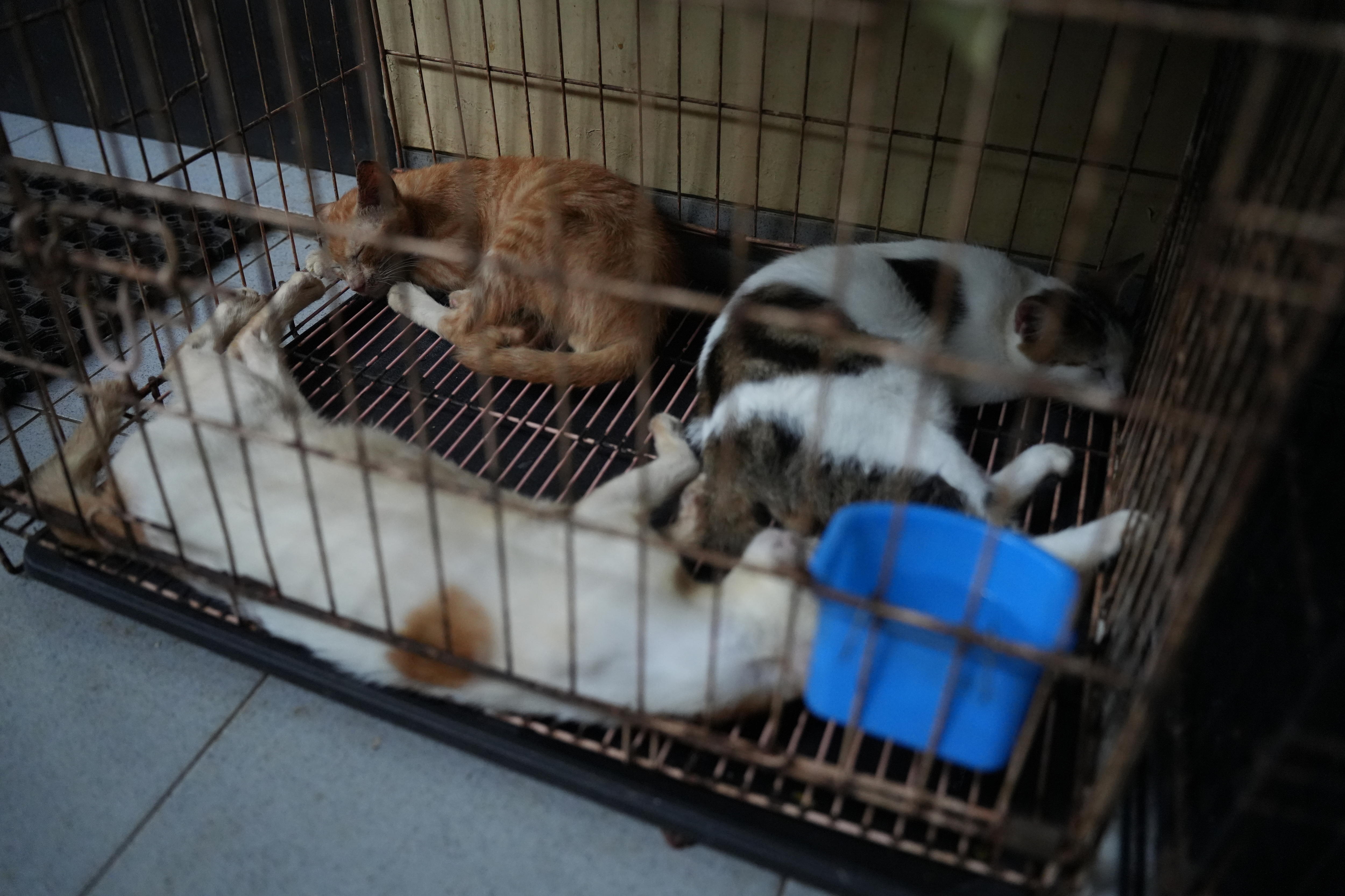 Cats awaiting sterilization in Jakarta