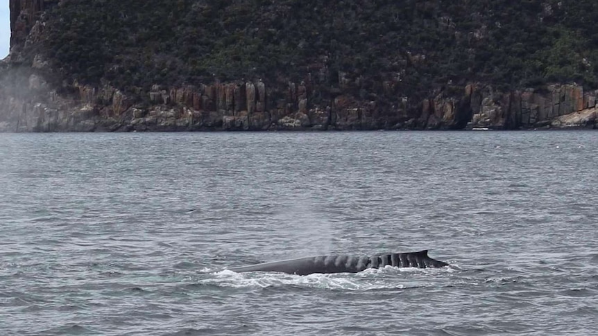 Whale with distinctive scars partially surfaces out of the ocean, rock formations in background.