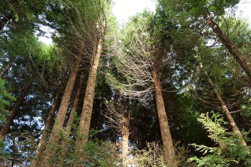A shot from the ground looking up at very tall, straight trees.