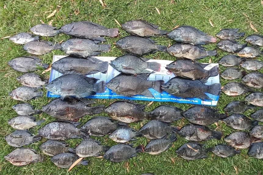 A heap of fish laid out on the ground.