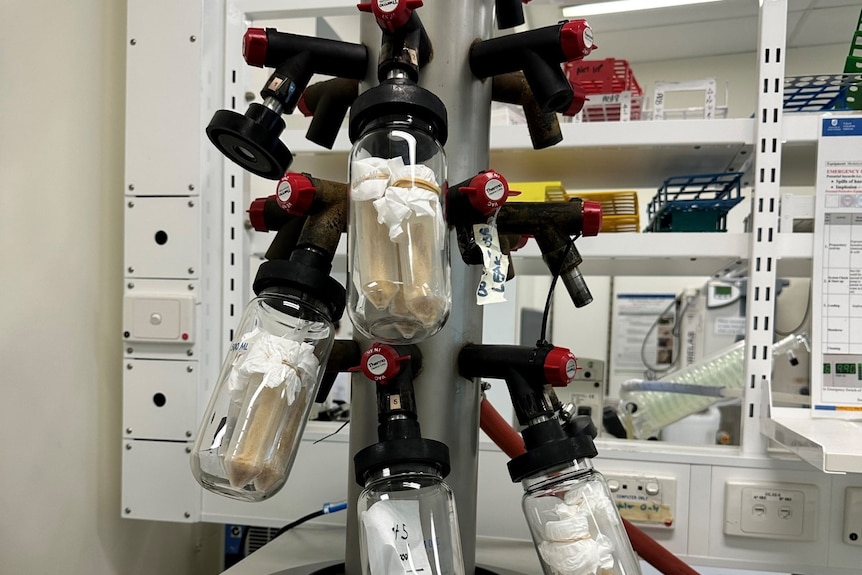 a machine in a lab holds vials full of beige liquid which are being freeze dried