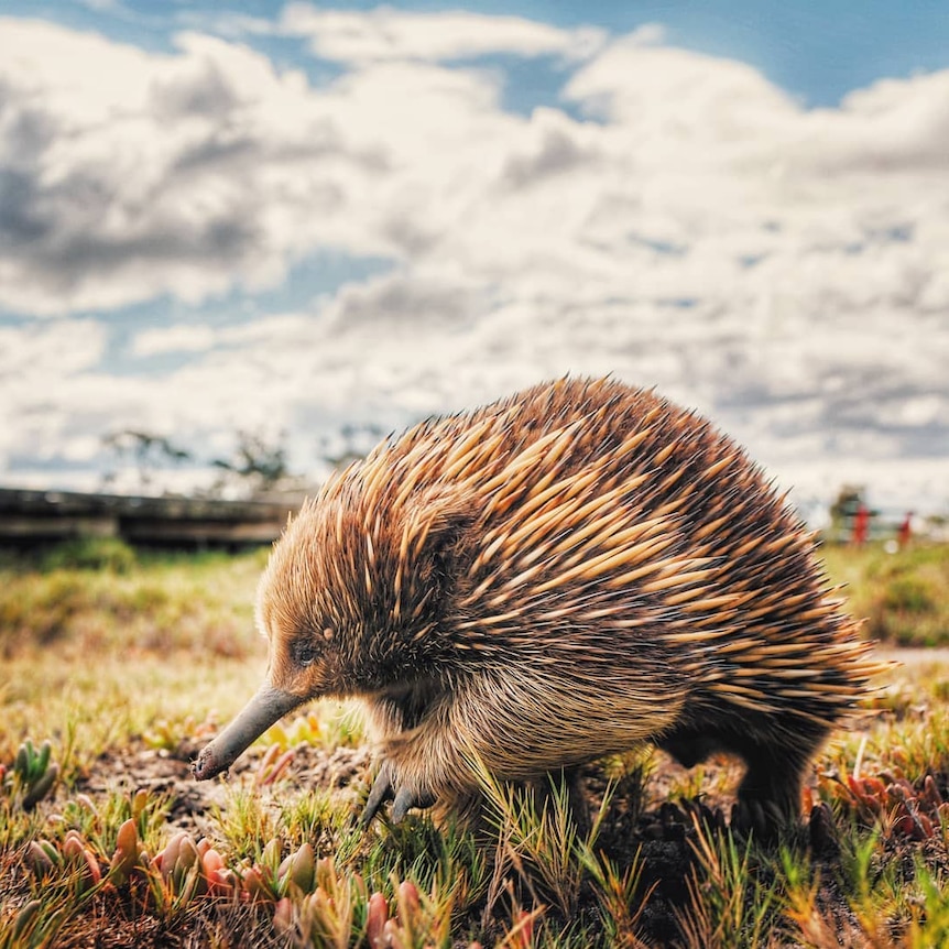 A close up photo of an Echidna.