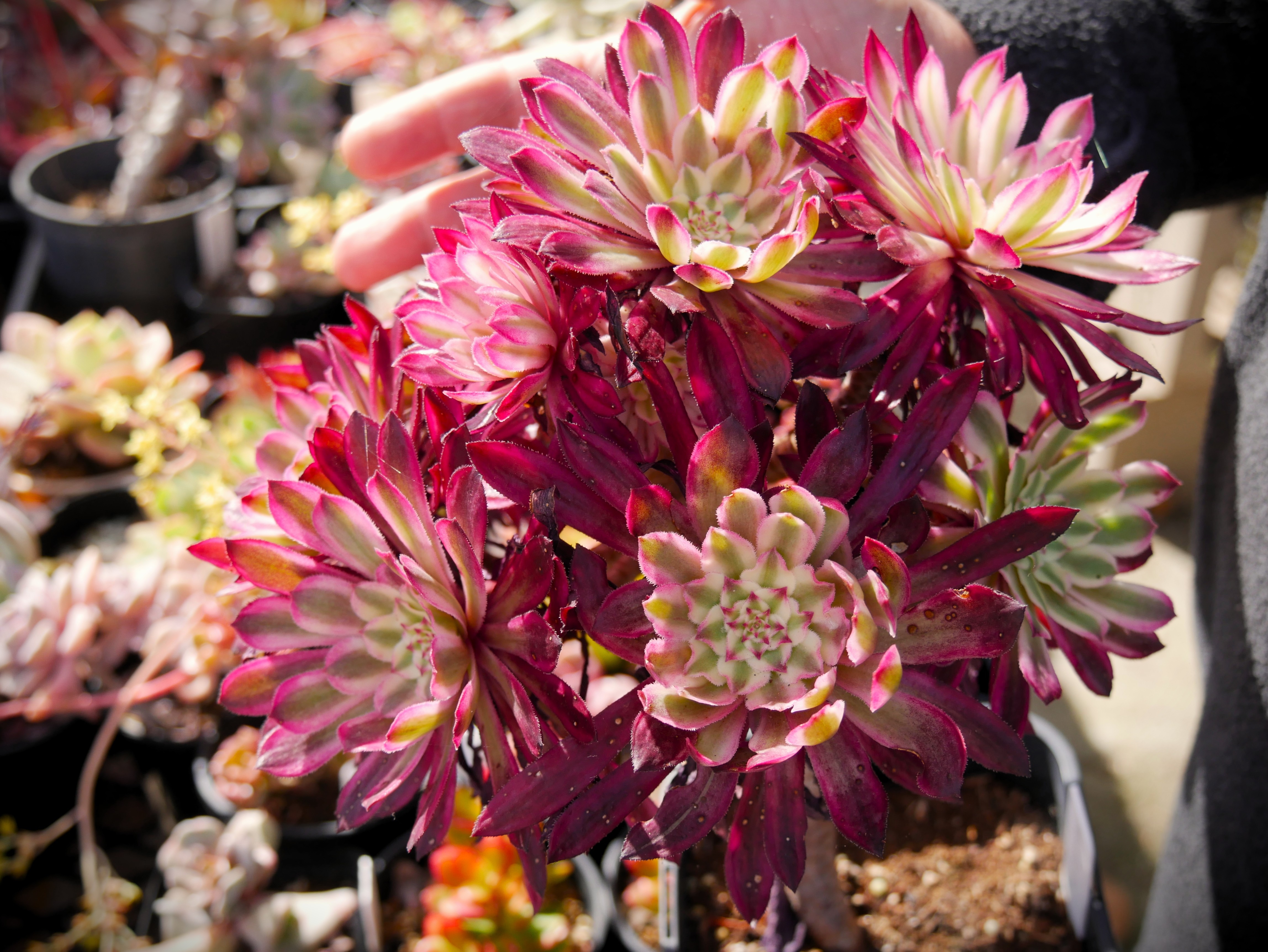 A pink and crimson succulent in a pot.