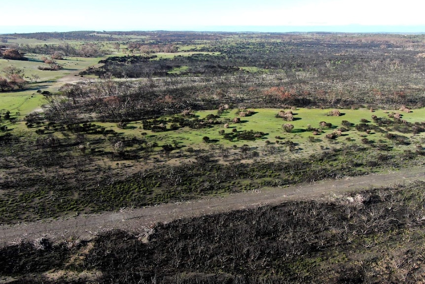 An aerial shot of a green and black treed landscape showing fire damage