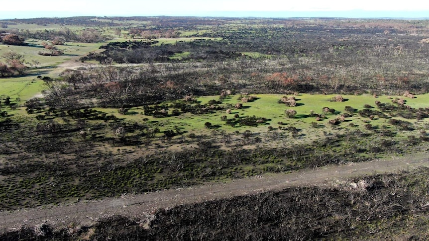An aerial shot of a green and black treed landscape showing fire damage