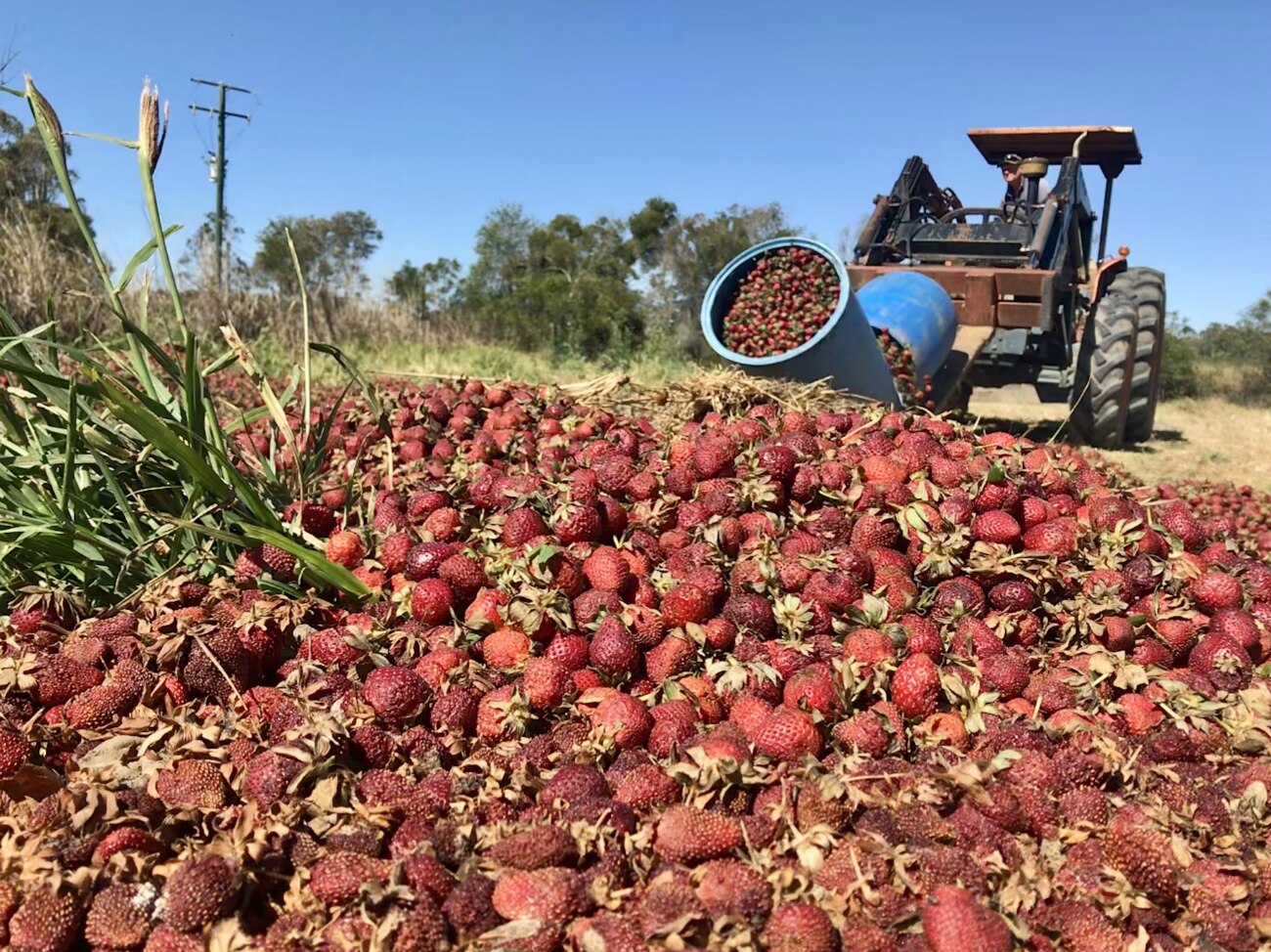 Tonnes of dumped strawberries in the ground at Wamuran, Queensland.
