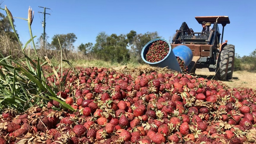 Tonnes of dumped strawberries in the ground at Wamuran, Queensland.