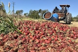 Tonnes of dumped strawberries in the ground at Wamuran, Queensland.