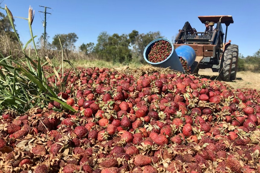 Tonnes of dumped strawberries in the ground at Wamuran, Queensland.