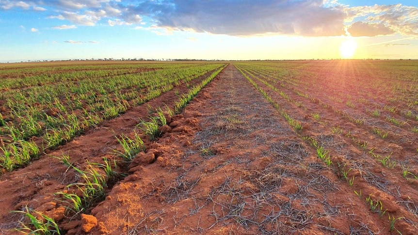 A picture of wheat plots on Callum Wesley's farm at Southern Cross