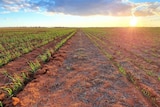 A picture of wheat plots on Callum Wesley's farm at Southern Cross
