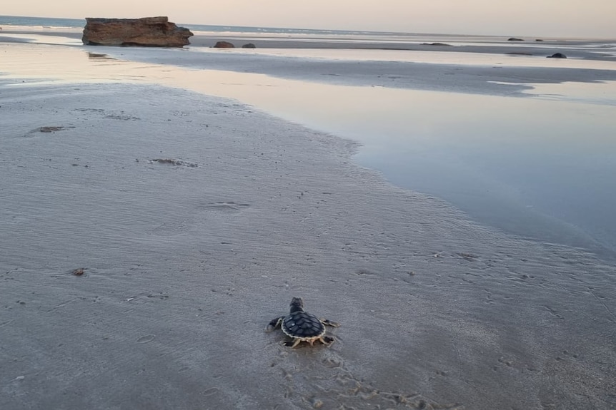 Tiny baby turtles scatters along sand towards coast line at dusk to the ocean.