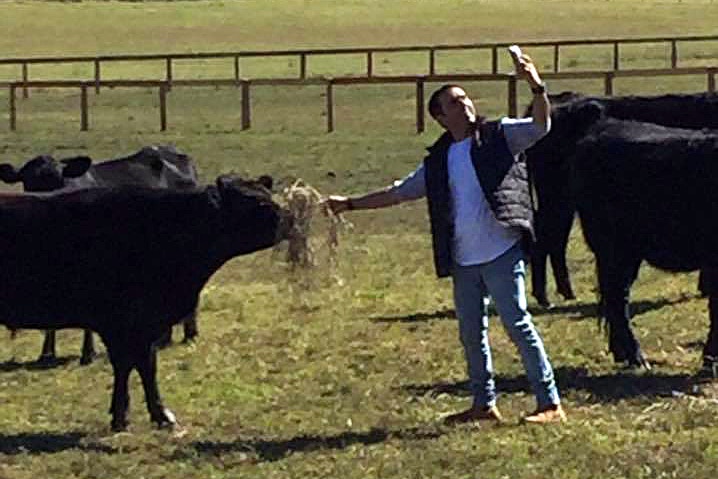 Sutherland Shire Mayor Carmelo Pesce takes a selfie with cows at the property