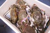 Mud crabs with their claws tied sit in a polystyrene box.