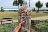 A bottleful of cigarette butts picked up around Burleigh Heads in one day