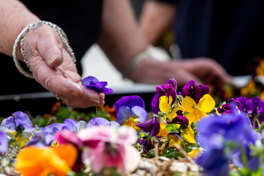A woman's hand gently holds up a pansy flower.