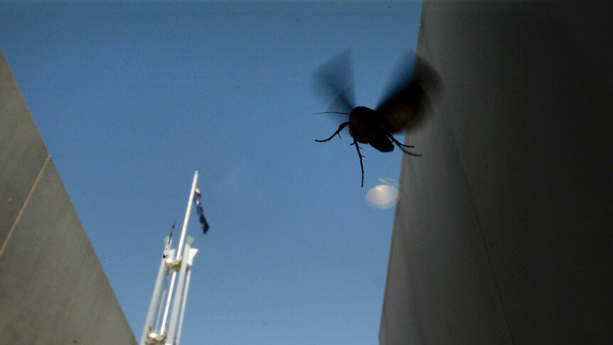 A bogong moth flies inside Parliament House, Canberra.