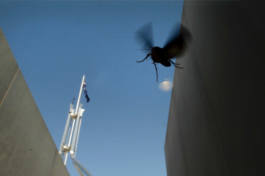 A moth flying around Parliament House.