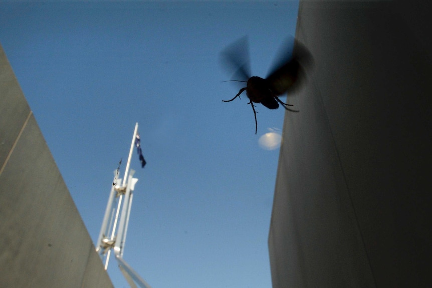 A bogong moth flies inside Parliament House, Canberra.