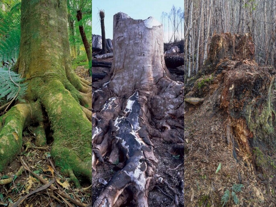 Tombstone Creek: A forest regenerating well or a damaged ecosystem ...