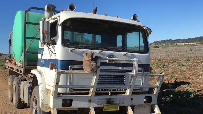 Koala clinging to a truck, Gunnedah, New South Wales
