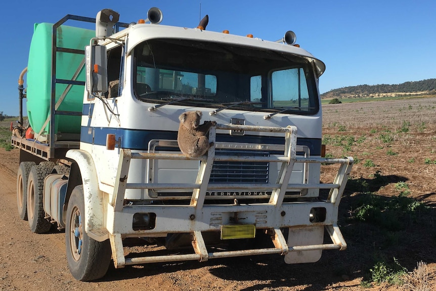 A koala clings to a truck bullbar