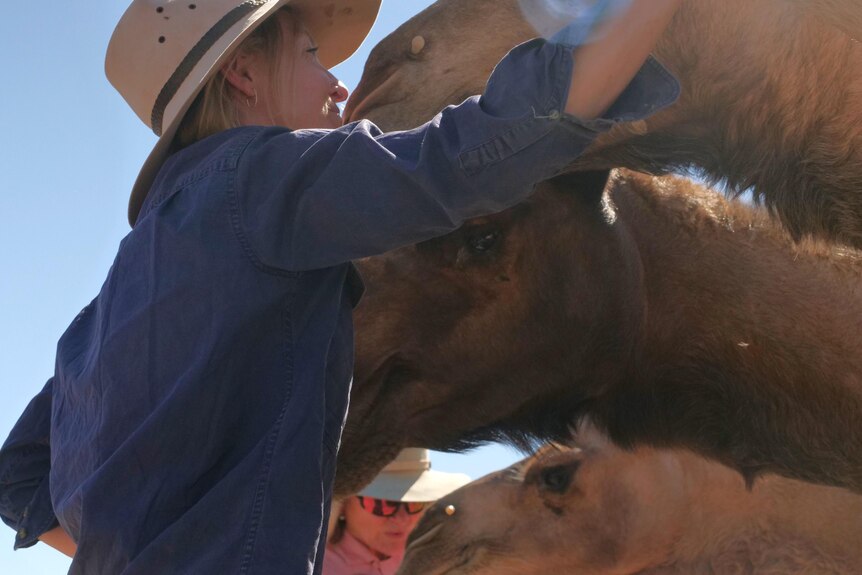 A woman wearing a blue collared shirt and Akubra nose-to-nose with three camels who are nuzzling together looking for a pat